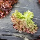 신한방