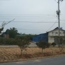전일농장 Daum카페