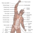 근육검진에서 알아야 하는 것, 고려해야 할 15가지 사항 이미지