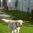 벌곡 멍발리 이미지