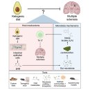 Re: Ketogenic diet . 자가면역질환 치료 기전. 2024년 cell 이미지