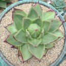 봉황슈퍼 이미지