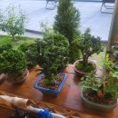 별빛애견펜션