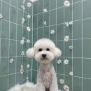 무거동 강아지 미용실 이미지