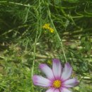 한강시민공원(화훼단지) 이미지