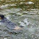 신돌고래 이미지