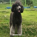 카사노바에리켄넬 이미지