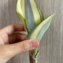 사철슈퍼 이미지