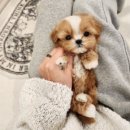 신도시켄넬 이미지