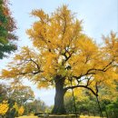 말하는 은행나무 이미지