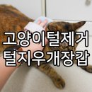 고양이털제거 브러쉬 고양이빗 위드애니몰 털지우개 장갑으로 빗어 본 후기