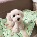 블링펫살롱 이미지