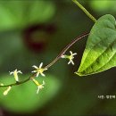 각시마 이미지