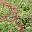 가꿀목장 이미지