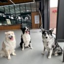 펫츠힐