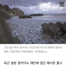 '이런광경 처음' 일본해변에 물고기떼 사체 1000t 발견 이미지
