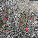 곤을동환해장성 이미지