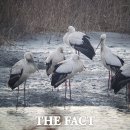 순천만 흑두루미 국제 심포지엄 이미지