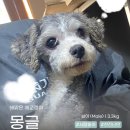 몽글 몽글 이미지