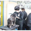 킴스애견미용학원