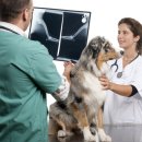 데일리동물병원 이미지