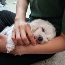 산타모니카애견펜션