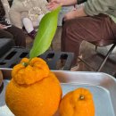 따봉농장 이미지