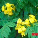 양구개느삼자생지 이미지