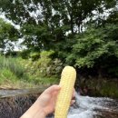 가온이네 이미지