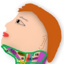 SURGICAL NECK LEVELS 이미지