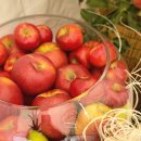 김세환 농장 | 예산황토사과축제 예산시장 장날 꿀사과 꿀대추 겟