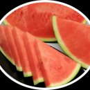 댕댕이 숲 이미지