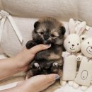 버디독 강아지분양 안심분양센터 서울 영등포점 이미지