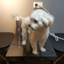 예뻐해줄개 이미지