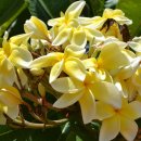 일랑일랑 이미지