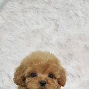 꼼지락 강아지 이미지