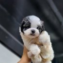 강아지분양 더펫 티스토리