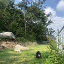 레스트펫 이미지