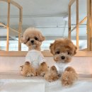 소문켄넬 이미지