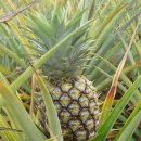파인애플 이미지