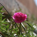 선도목장 이미지