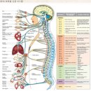 백자목한의원 | [49] 배지압기, 일반 지압기 가격 책정에 대한 생각