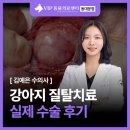 꿈에 동물병원 | 동대문 동물병원, 강아지 질탈치료 수술 후기