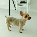 슈나랑베키랑애견미용실 이미지