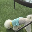 현대기아로 | 화성 남양 애견카페 댕코리아 강아지 야외 운동장