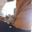 혜인동물약품 이미지