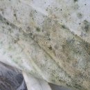 수막 목장 이미지