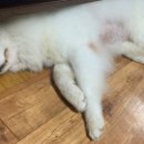 샤워하시개 이미지