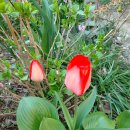 튤립 tulip 이미지