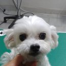 클라우드 펫 호텔 이미지